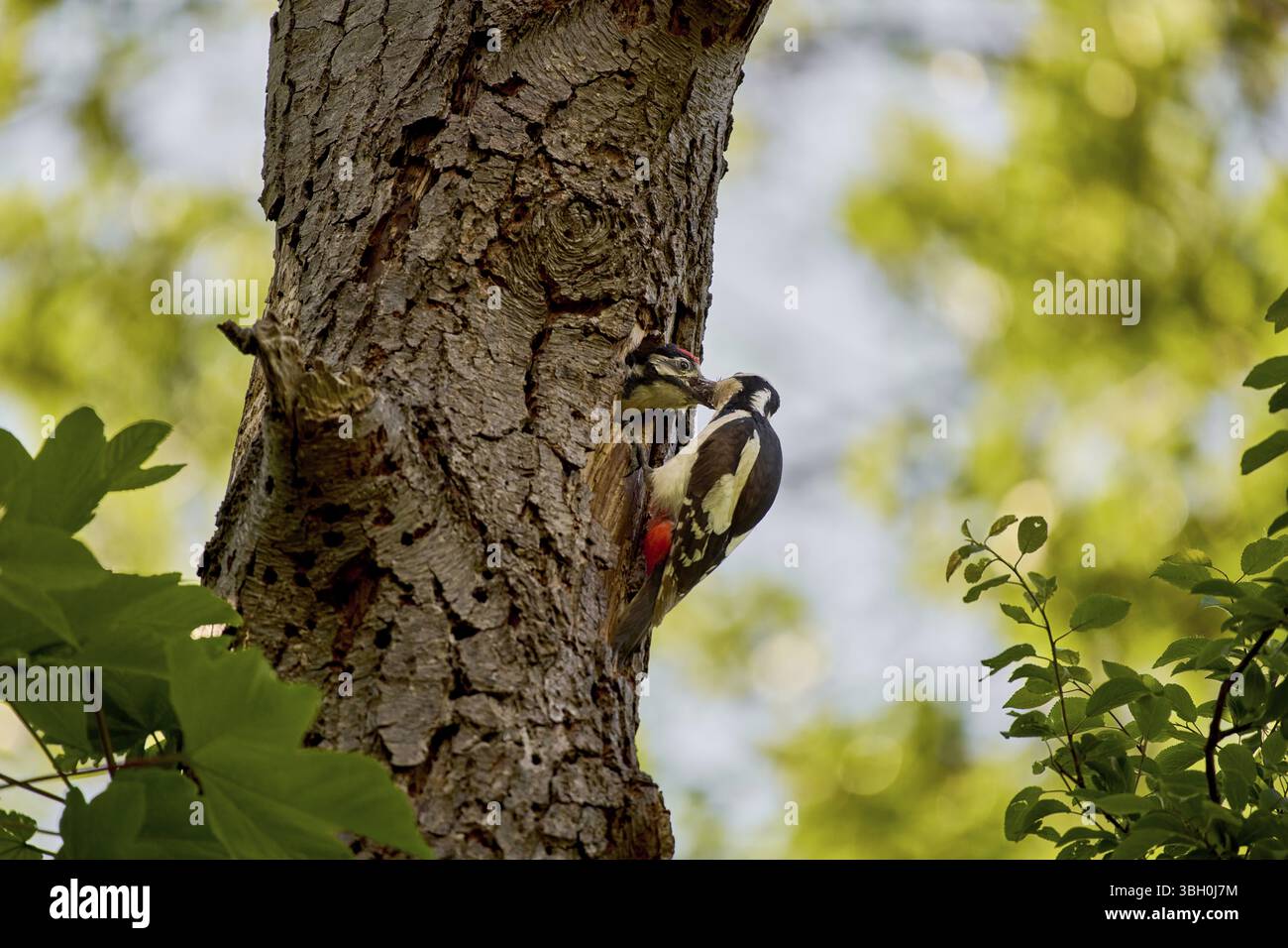 Grand pic tacheté (Dendrocopos major) avec des poussins dans un nid de tronc d'arbre, entouré de feuilles, Wismar, Mecklembourg-Poméranie occidentale, Allemagne, E Banque D'Images