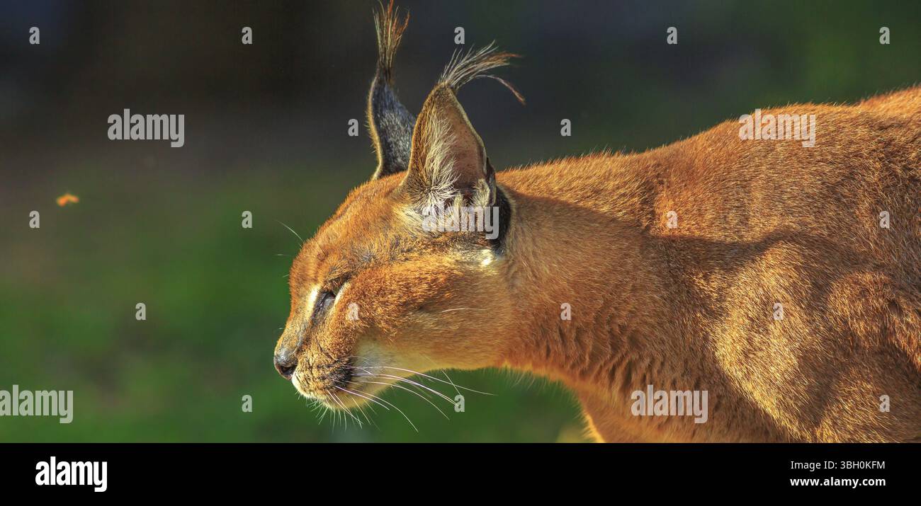 Gros plan de Caracal adulte, lynx africain marchant en plein air dans un fond flou. Chat du désert dans la végétation d'herbe verte. Chat sauvage dans l'habitat naturel, Sud Banque D'Images