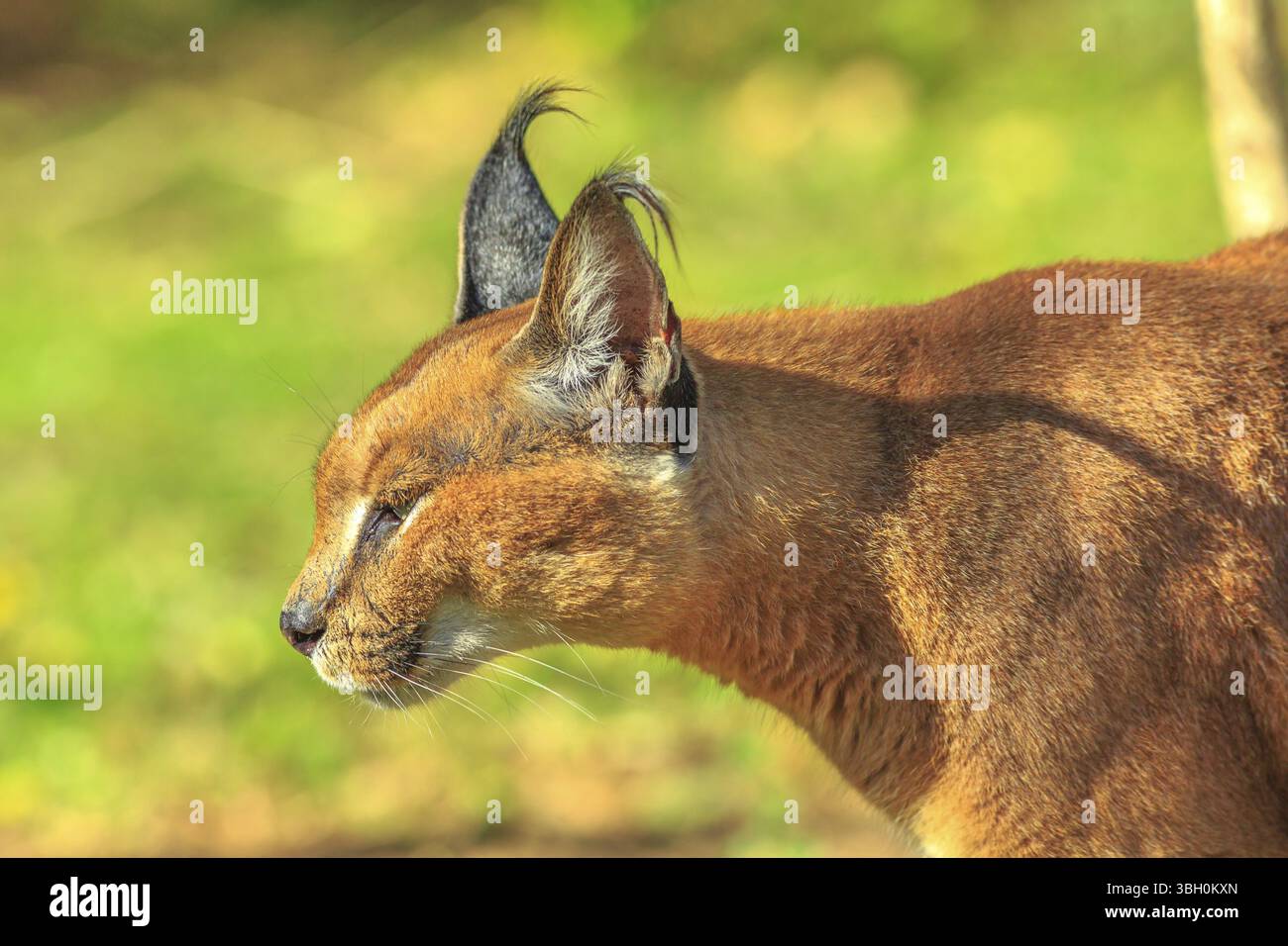 Gros plan de Caracal adulte ou lynx africain marchant à l'extérieur dans un fond flou. Chat du désert dans la végétation d'herbe verte. Félin sauvage dans l'habitat naturel, S Banque D'Images