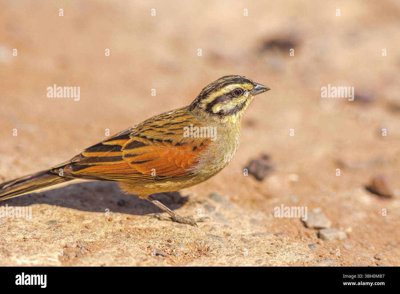 Cape Bunting sur le terrain dans le parc national Kruger, Afrique du Sud. Un petit moineau à tête rayée. Emberiza capensis espèce de la famille des Emberizidae Banque D'Images