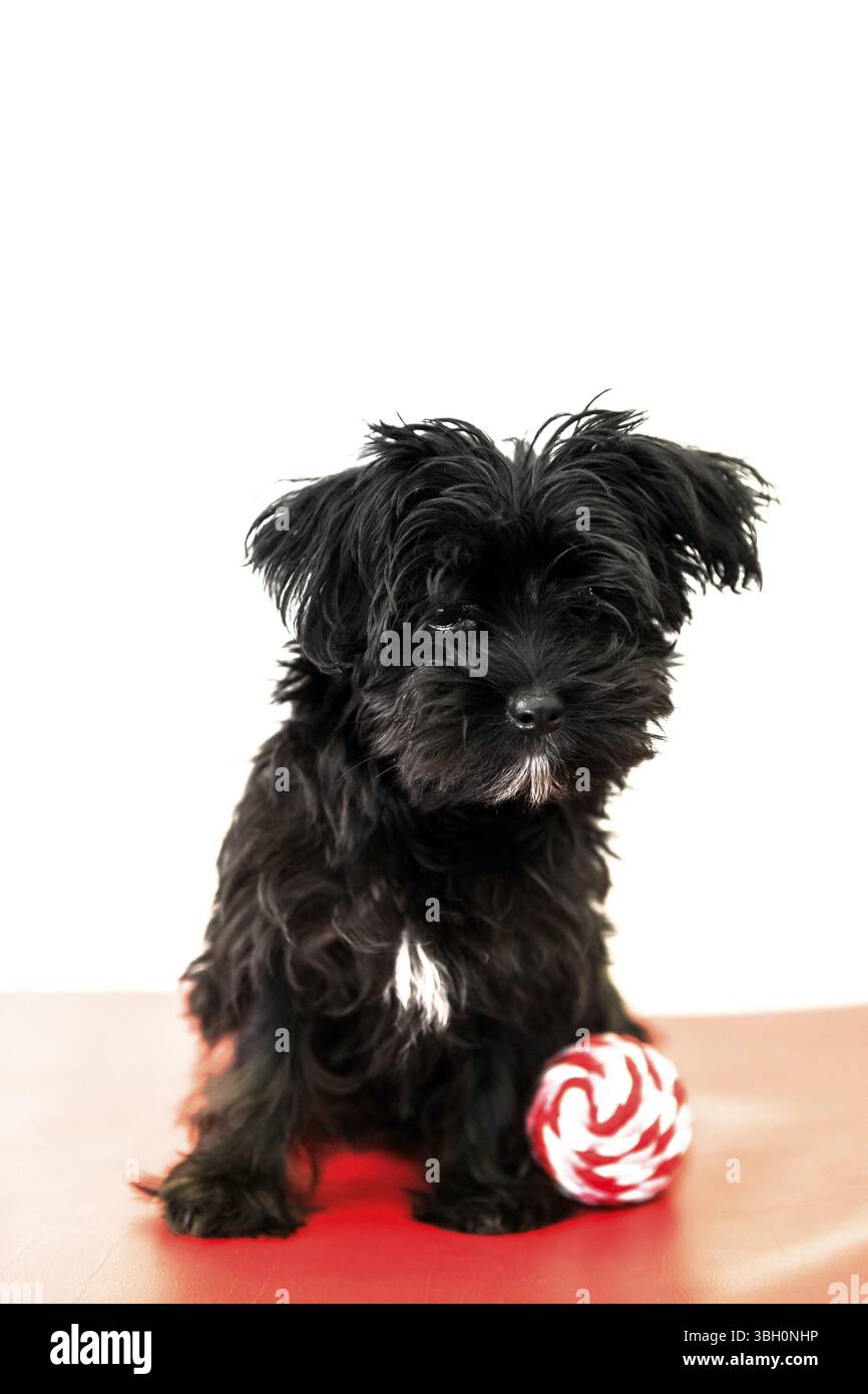 Petit chien noir Morkie Yorktese Malkie, âgé de 4 mois chiot sur un canapé rouge jouant avec sa balle. Race de chiens maltais et Yorkshire Terrier. Isoler Banque D'Images
