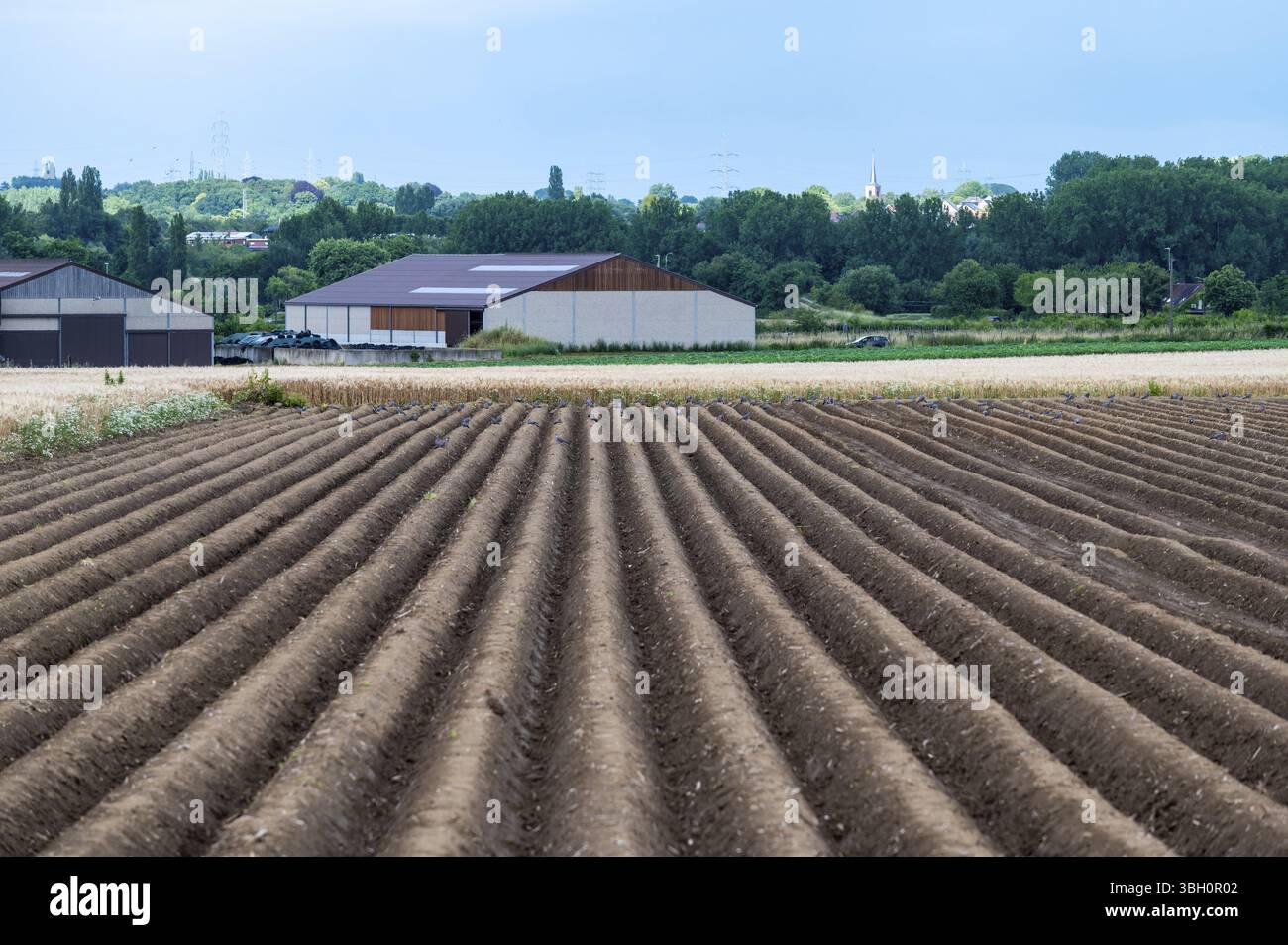Ternat, Flandre, Belgique, 22 juin 2024 - rangées de sol cultivé d'un champ de pommes de terre, Europe Banque D'Images