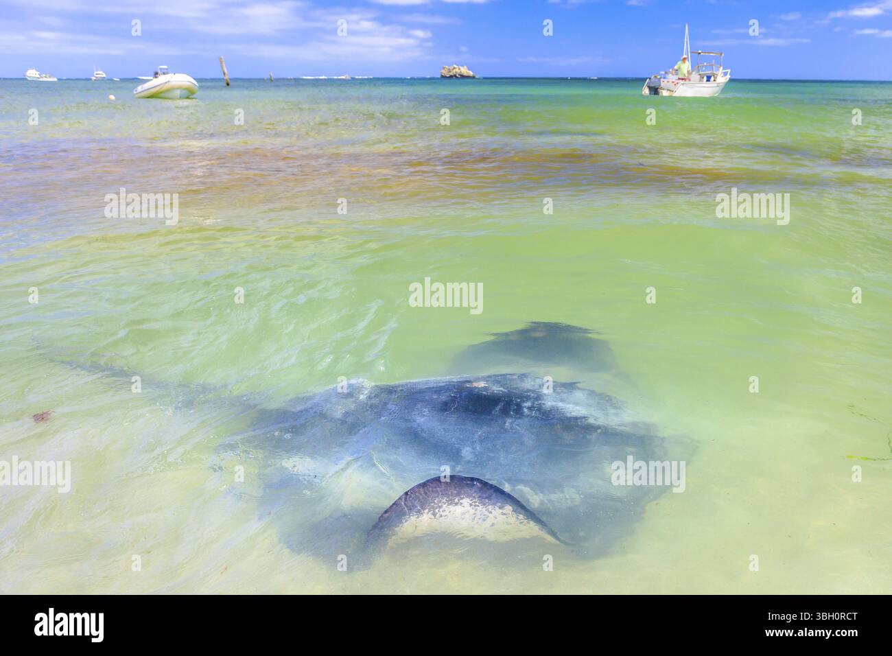 Paysage spectaculaire de Hamelin Bay dans la région de Margaret River, WA. Big Australian Eagle Ray près du rivage. Hamelin Bay est l'un des meilleurs endroits dans Un Banque D'Images