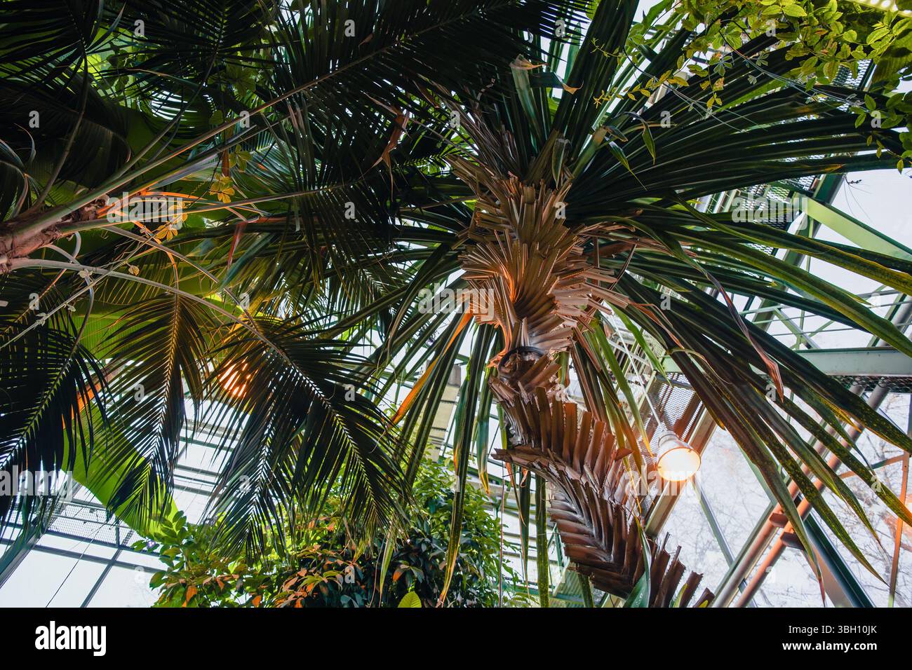Vue en perspective sous un grand palmier et des plantes tropicales en couches dans une serre en verre et métal, botanique tropicale Banque D'Images