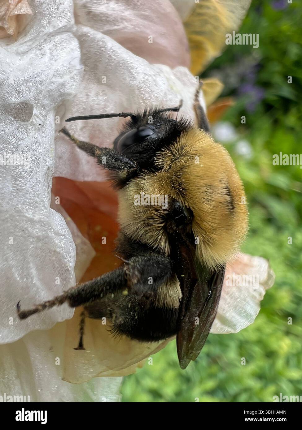 Un bourdon assis sur une fleur d'Iris. Banque D'Images