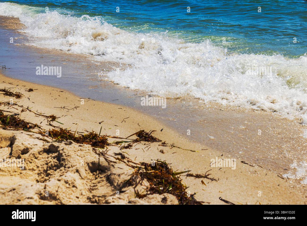 Vue rapprochée d'une vague mousseuse lavant sur du sable recouvert d'algues à Miami Beach. Banque D'Images