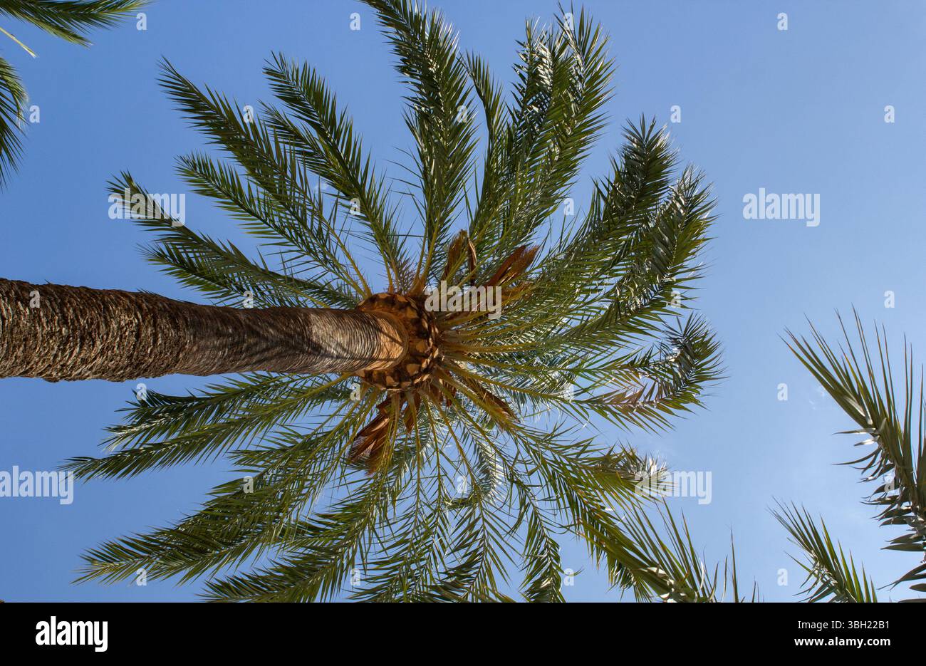 Une vue paysagère du dessous d'un palmier contre un ciel bleu vif Banque D'Images