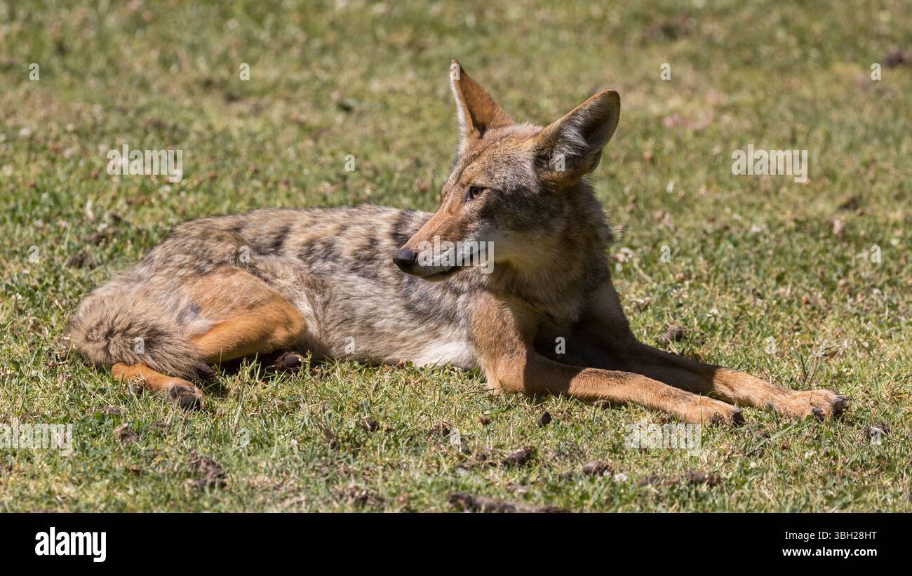 Coyote adulte regardant par-dessus l'épaule dans la zone urbaine à midi. Cornelis bol Park, Palo Alto, Californie. Banque D'Images
