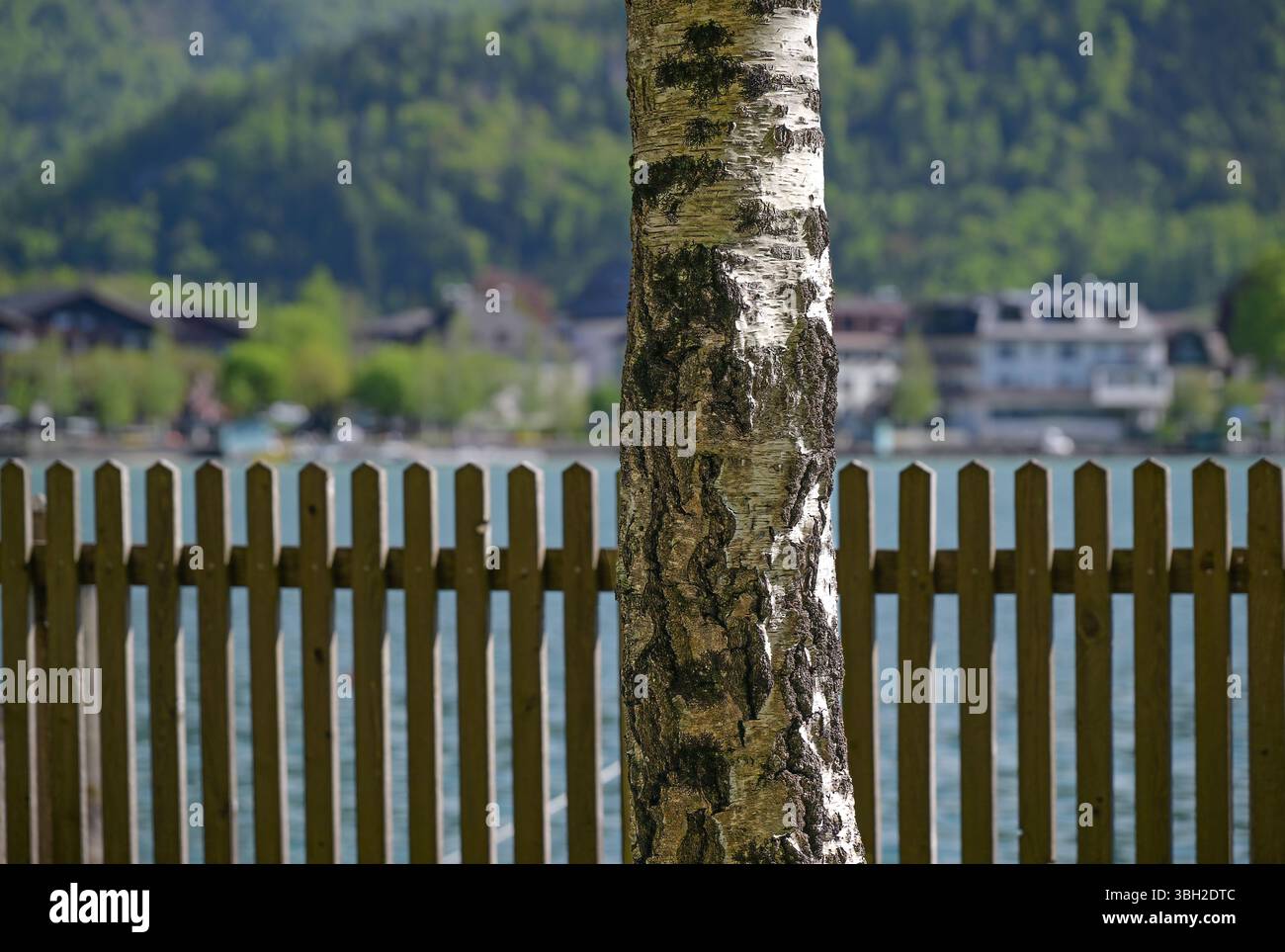 Ausflug nach Strobl am Wolfgangsee, fotografiert am 29.04.25. DAS Bild zeigt einen Blick vom Bürglstein-Panoramarundweg über einen Lattenzaun und neben einem Birkenstamm auf den Ort Strobl 2025 - Ausflug nach Strobl am Wolfgangsee, AM 29.04.25 *** excursion à Strobl am Wolfgangsee, photographiée le 29 04 25 L'image montre une vue depuis le chemin circulaire panoramique de Bürglstein au-dessus d'une clôture de piquet et à côté d'un tronc de bouleau jusqu'au village de Strobl 2025 Excuram Wolfgangsee, en 29 25 Banque D'Images