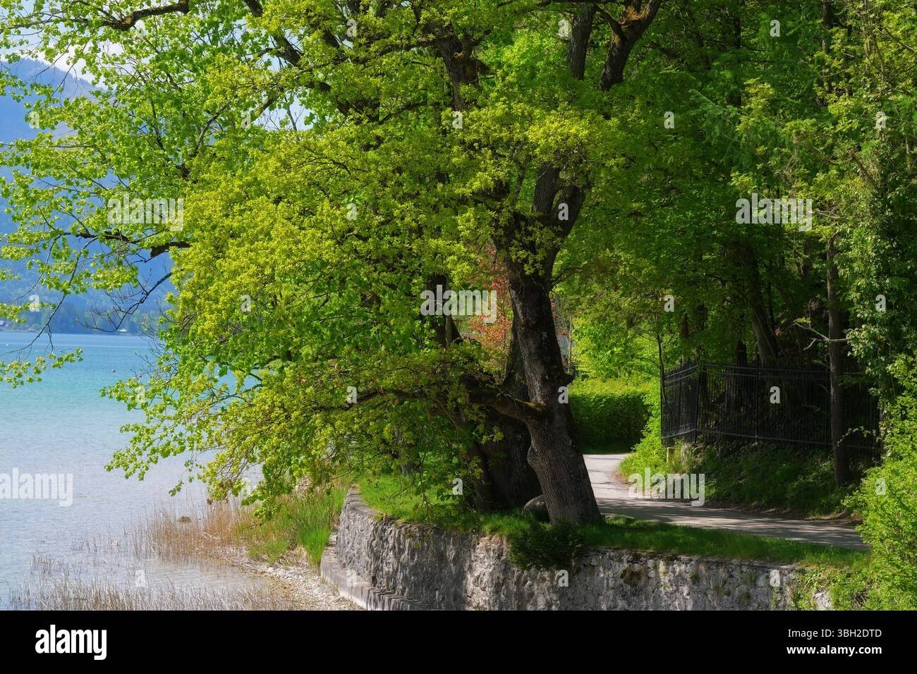 Ausflug nach Strobl am Wolfgangsee, fotografiert am 29.04.25. DAS Bild zeigt einen Teil des Bürglstein- Panoramarundwegs in Strobl 2025 - Ausflug nach Strobl am Wolfgangsee, AM 29.04.25 *** excursion à Strobl am Wolfgangsee, photographiée le 29 04 25 la photo montre une partie du sentier circulaire panoramique Bürglstein à Strobl 2025 excursion à Strobl am Wolfgangsee, le 29 04 25 Banque D'Images