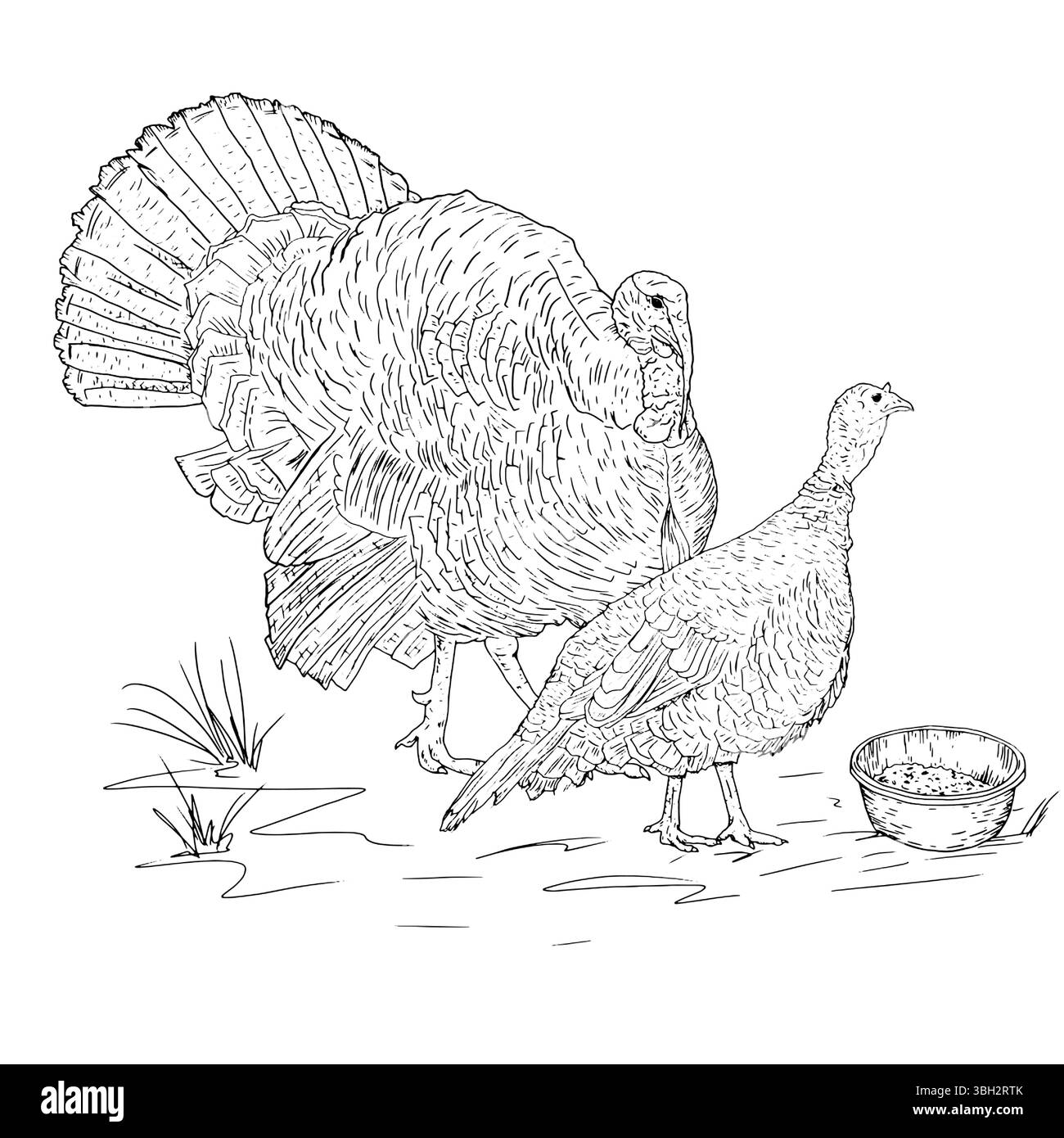 Dindes dans l'herbe à côté d'un bol, volaille d'une ferme, croquis à l'encre noire et blanche. Illustration vectorielle. Oiseaux du village, isolés sur un backgrou blanc Illustration de Vecteur