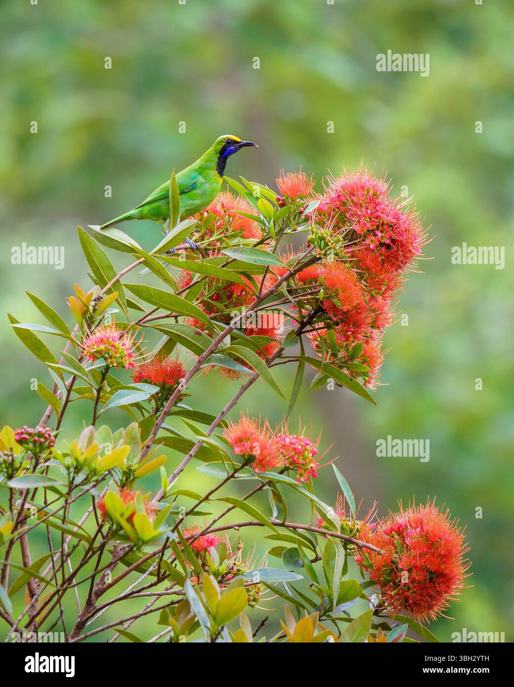 Vue verticale de chloropsis aurifrons ou oiseau-feuille à front doré sur le chrysanthus orange xanthostemon aka doré penda arbre dans un jardin tropical, Thaïlande Banque D'Images