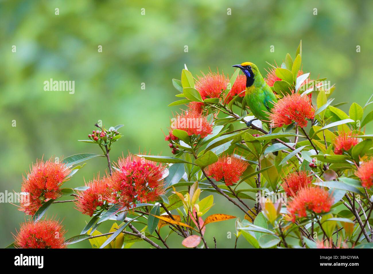 Vue de chloropsis aurifrons sauvage ou oiseau-feuille à front doré sur le chrysanthus orange xanthostemon aka doré arbre penda dans le jardin tropical, Thaïlande Banque D'Images
