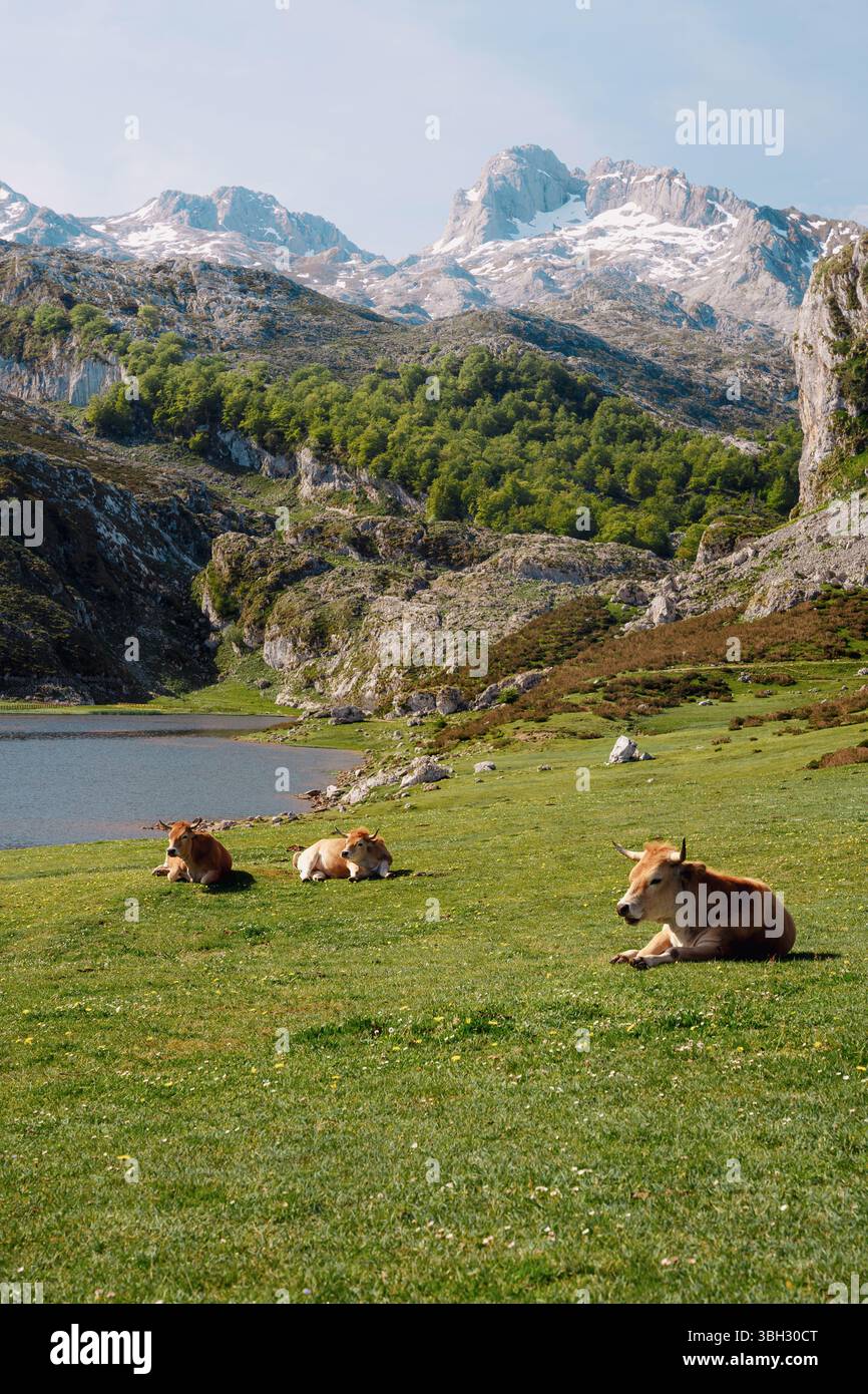 Vaches dans l'herbe en face de vue à Picos de Europa montagnes, lacs de Covadonga, nord de l'Espagne, parc national Banque D'Images