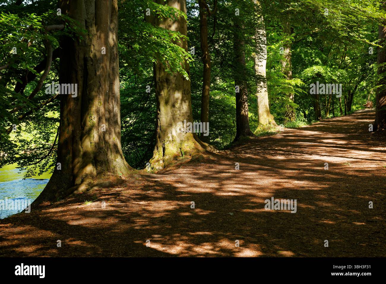 Un sentier ombragé bordé d'arbres matures à Brabyns Park, Marple, Stockport, Greater Manchester. Banque D'Images