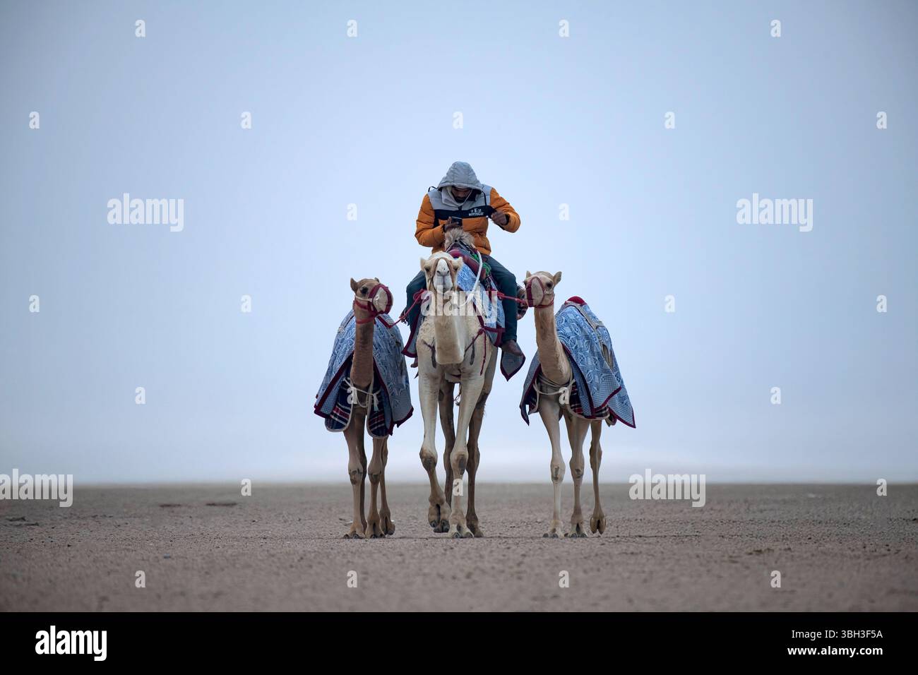 Course traditionnelle de dromadaire de chameau de Ash-Shahaniyah au Qatar avec des robots au lieu de jockey. Banque D'Images