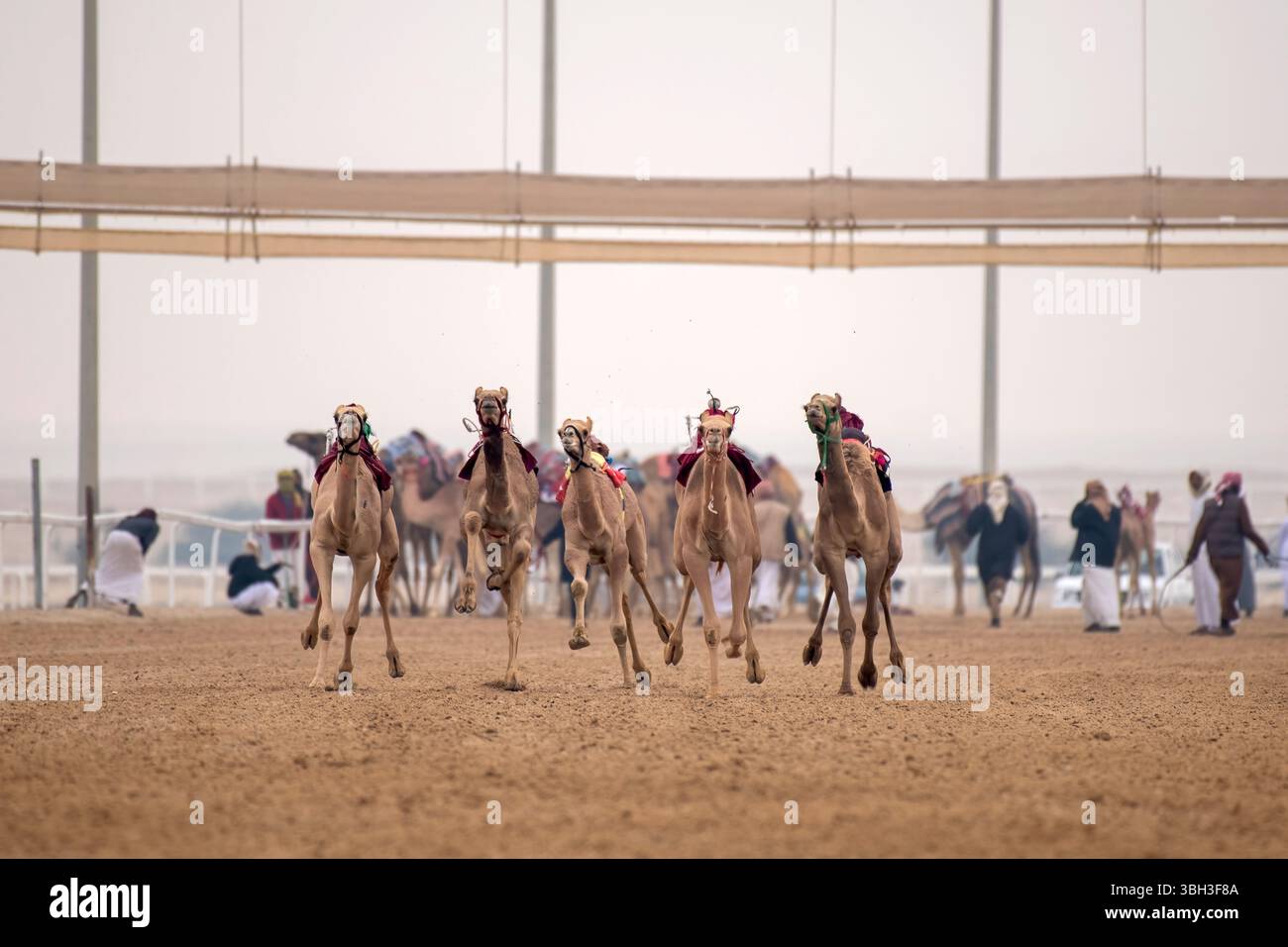 Course traditionnelle de dromadaire de chameau de Ash-Shahaniyah au Qatar avec des robots au lieu de jockey. Banque D'Images