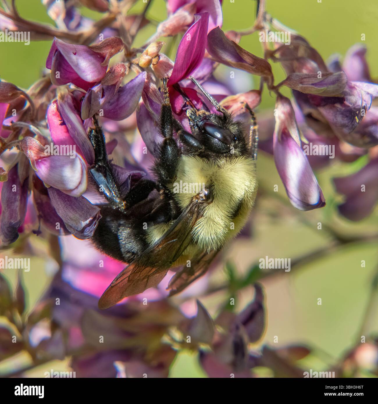 Bourdon et arbuste Bushclover dans la forêt d'État de Myles Standish, Massachusetts Banque D'Images