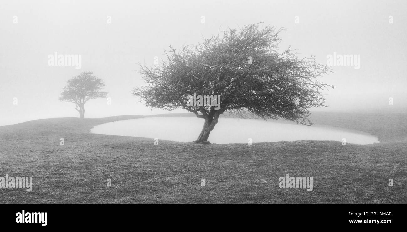 Ditchling Dew étang dans le brouillard sur les South Downs Banque D'Images