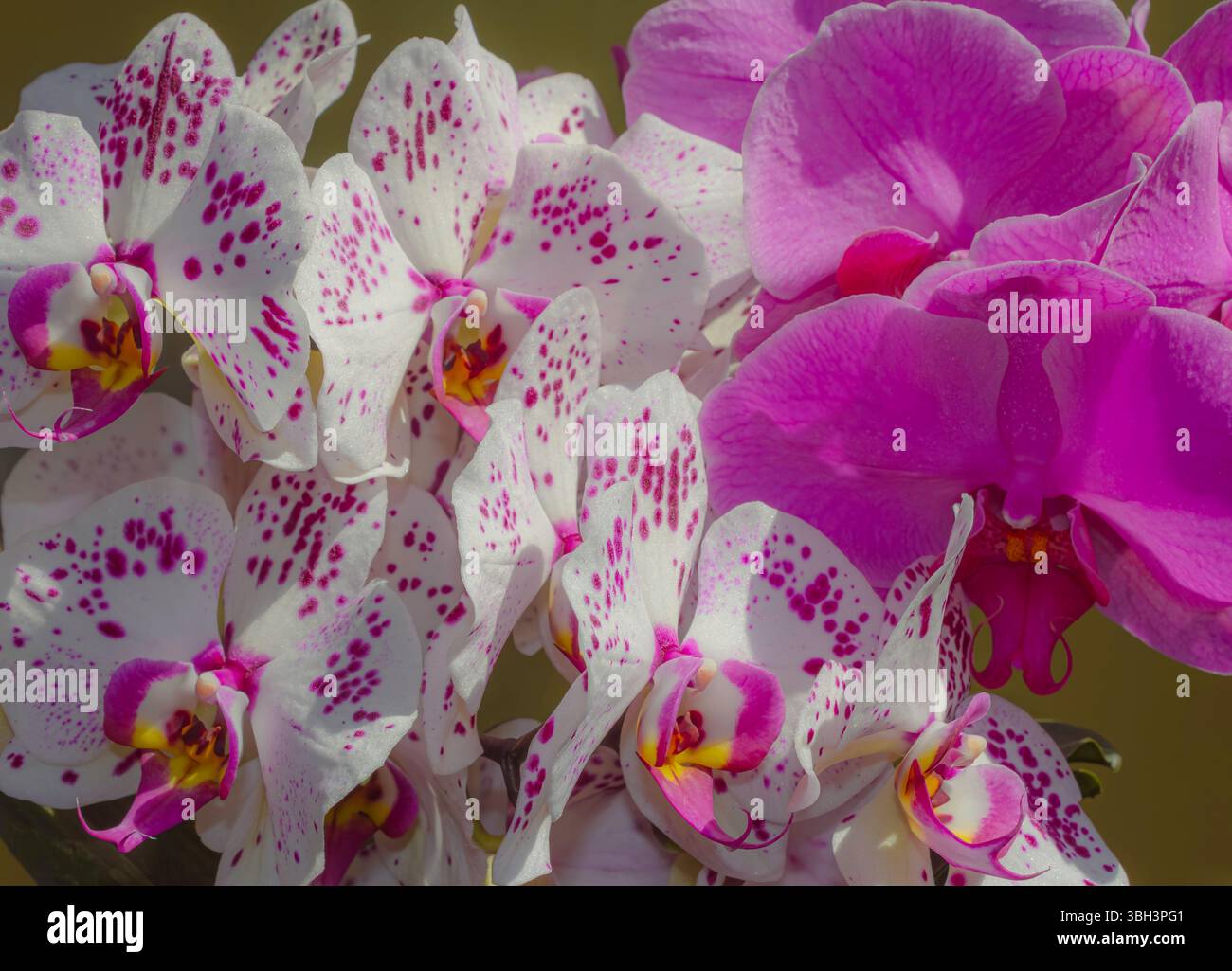 Orchidées de lune roses et blanches Banque D'Images