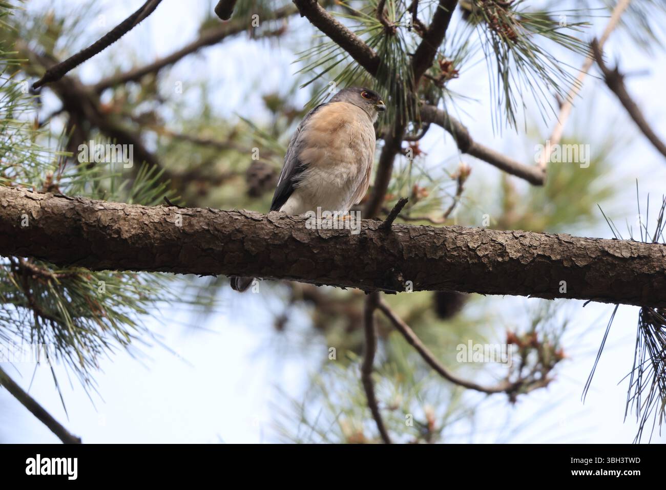 Le sparrowawk japonais (Tachyspiza gularis) est un oiseau de proie de la famille des Accipitridae. Cette photo a été prise au Japon. Banque D'Images Le sparrowawk japonais (Tachyspiza gularis) est un oiseau de proie de la famille des Accipitridae. Cette photo a été prise au Japon. Banque D'Images