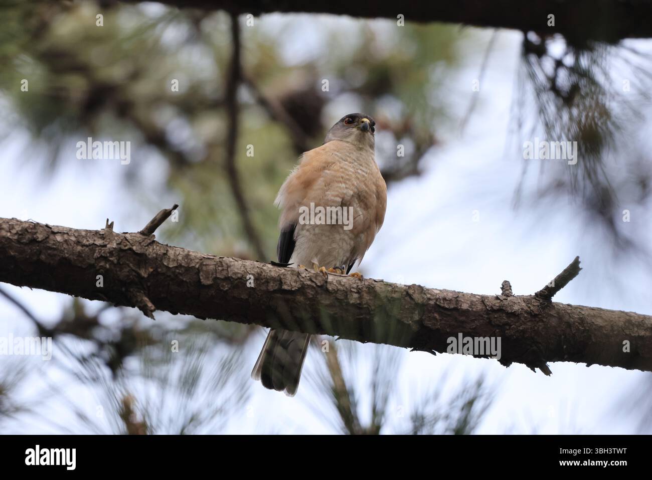 Le sparrowawk japonais (Tachyspiza gularis) est un oiseau de proie de la famille des Accipitridae. Cette photo a été prise au Japon. Banque D'Images Le sparrowawk japonais (Tachyspiza gularis) est un oiseau de proie de la famille des Accipitridae. Cette photo a été prise au Japon. Banque D'Images