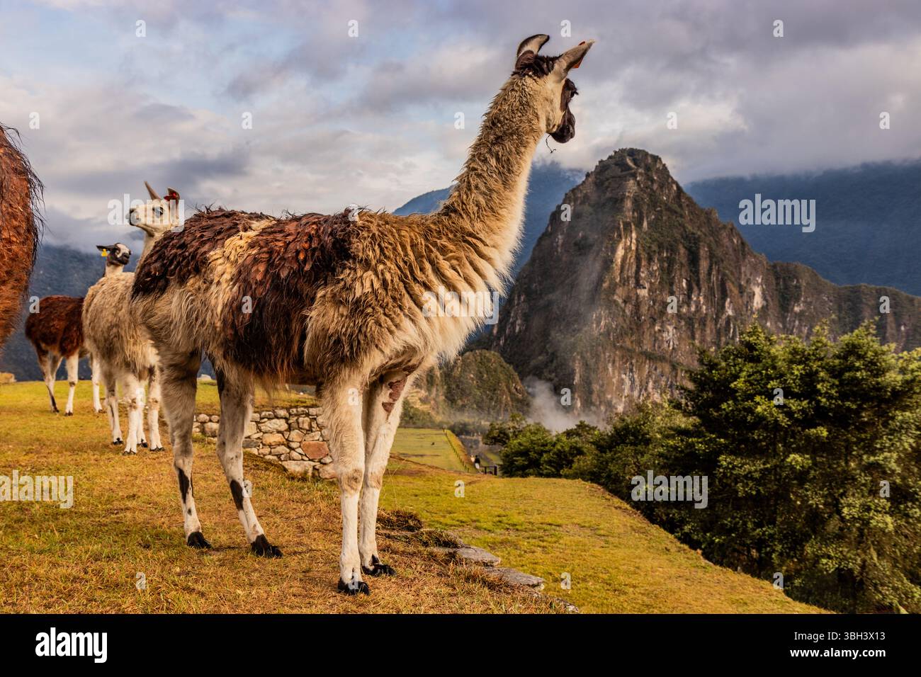 Lamas (lama glama) sur les terrasses des ruines du Machu Picchu, Pérou Banque D'Images