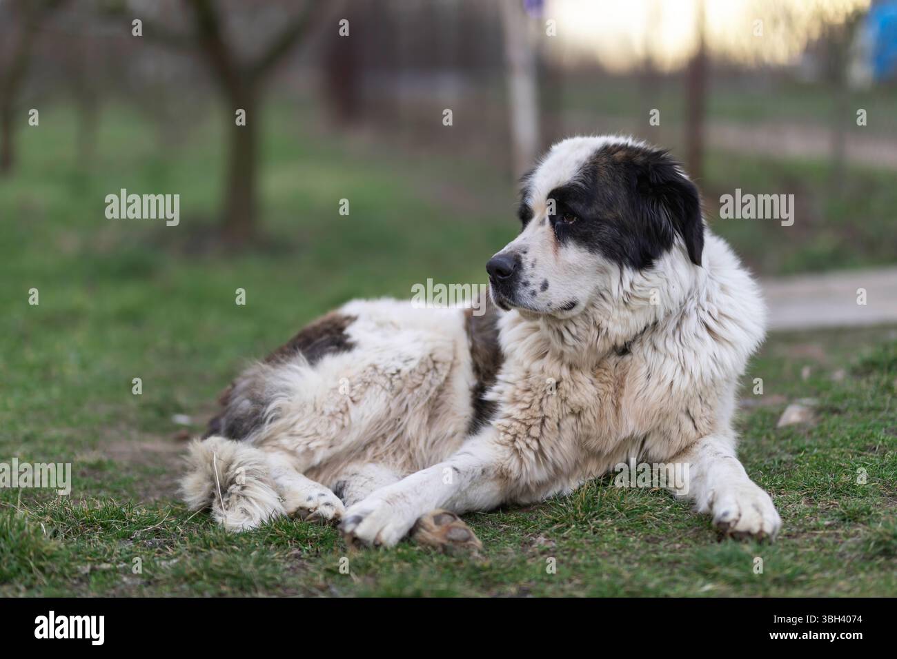 Chien de gardien de ferme patient étendu sur le sol, se fondant parfaitement dans l'environnement pastoral avec posture de surveillance, construction solide Banque D'Images