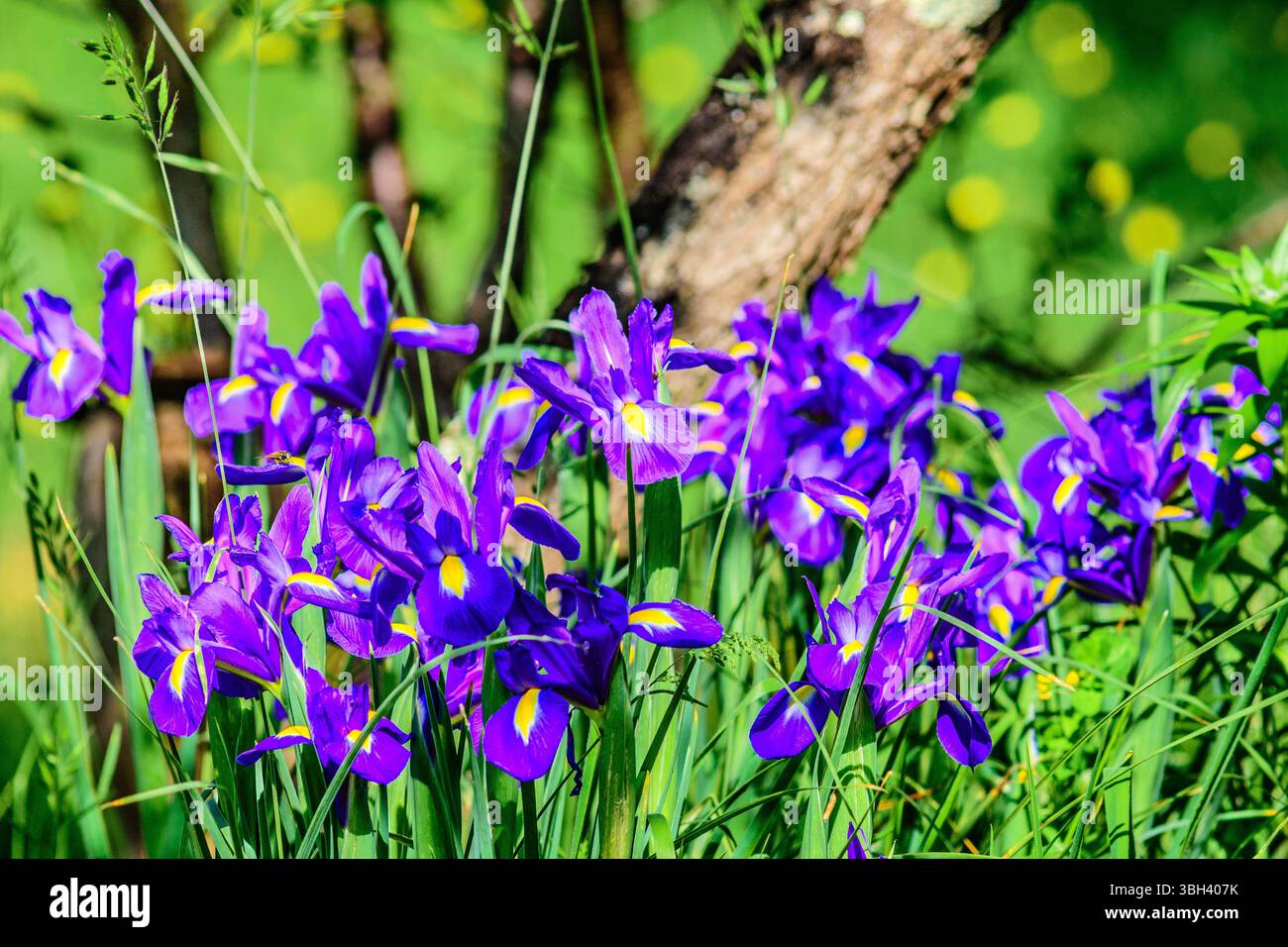 Regroupement de fleurs d'iris violettes dans un jardin herbacé - centre de la France. Banque D'Images