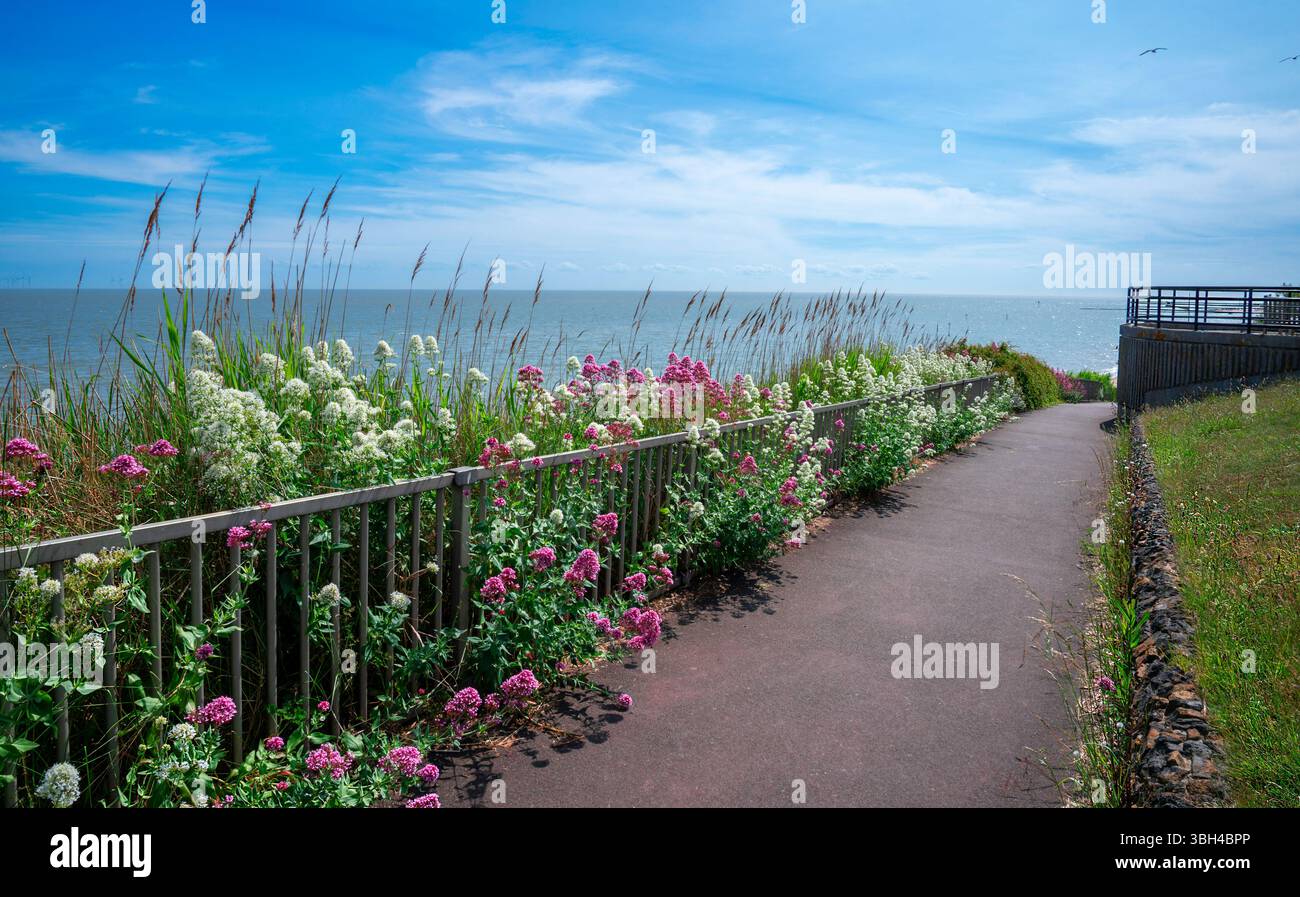 Vue de paysage de la rive de la mer à Clacton on on Sea avec fleur sauvage, eau bleue et ciel ensoleillé en été, dans l'Essex, Angleterre Banque D'Images