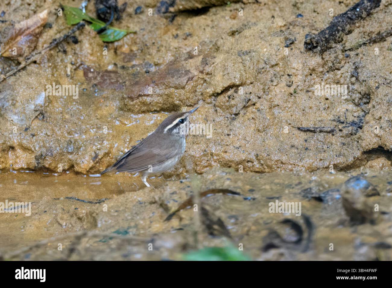 La queue têtue asiatique (Urosphena squameiceps) vue à Dosdewa à Karimganj, Assam, Inde Banque D'Images