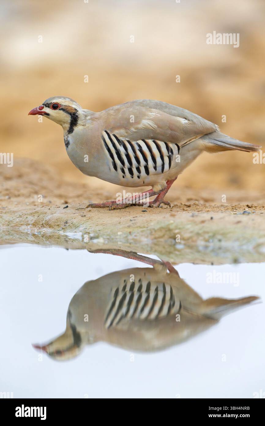 Poulet Chukar, poulet Chukar Stone, (Alectoris chuka), animaux, poulets, chukahens, famille des oiseaux de poulet ressemblant à un faisan, au point d'eau, ce Banque D'Images