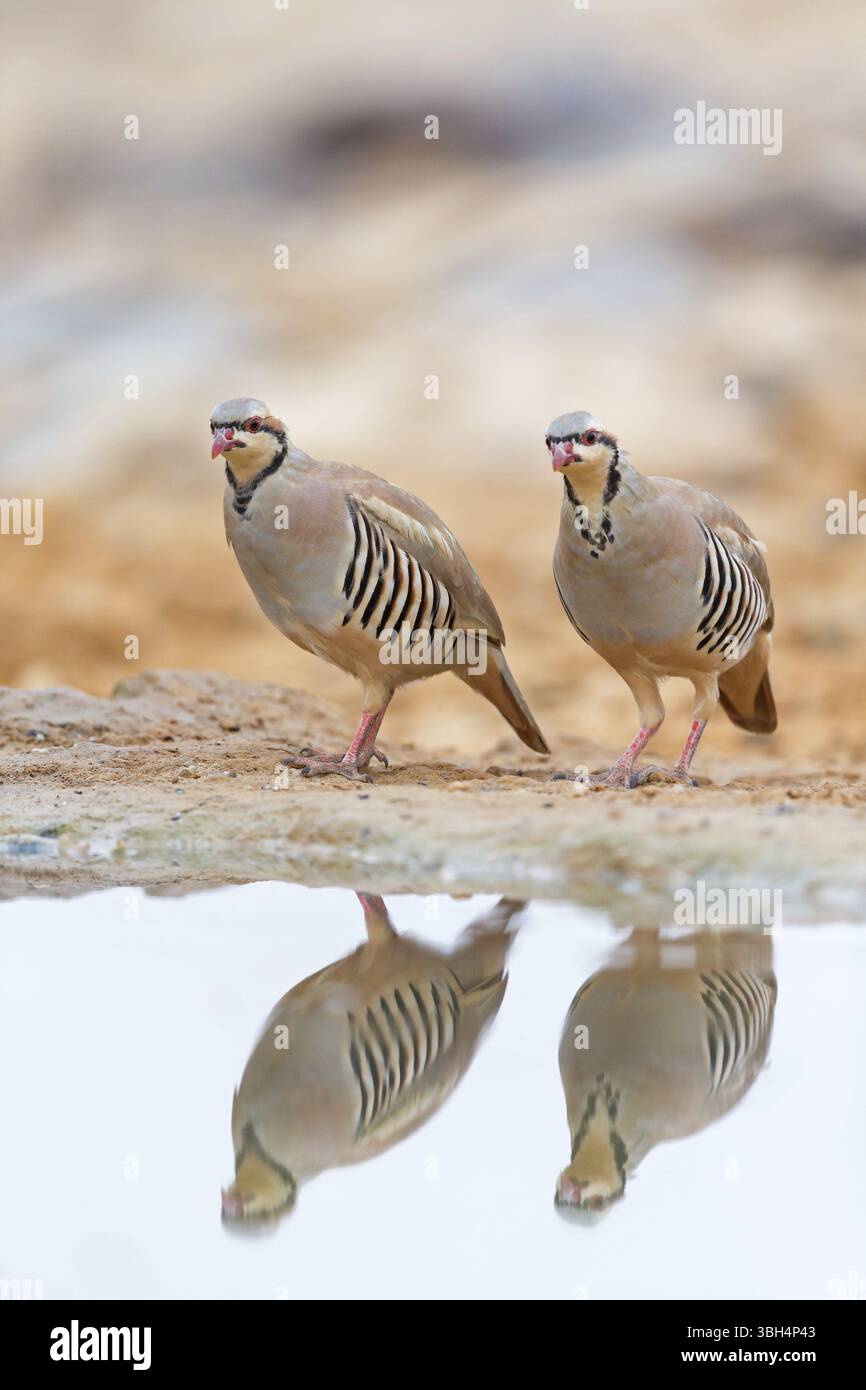 Perdrix de Chukar, perdrix de pierre de Chukar, (Alectoris chuka), animaux, poulets, Chukahens, famille des oiseaux de poulet ressemblant à un faisan, paire à la Wate Banque D'Images