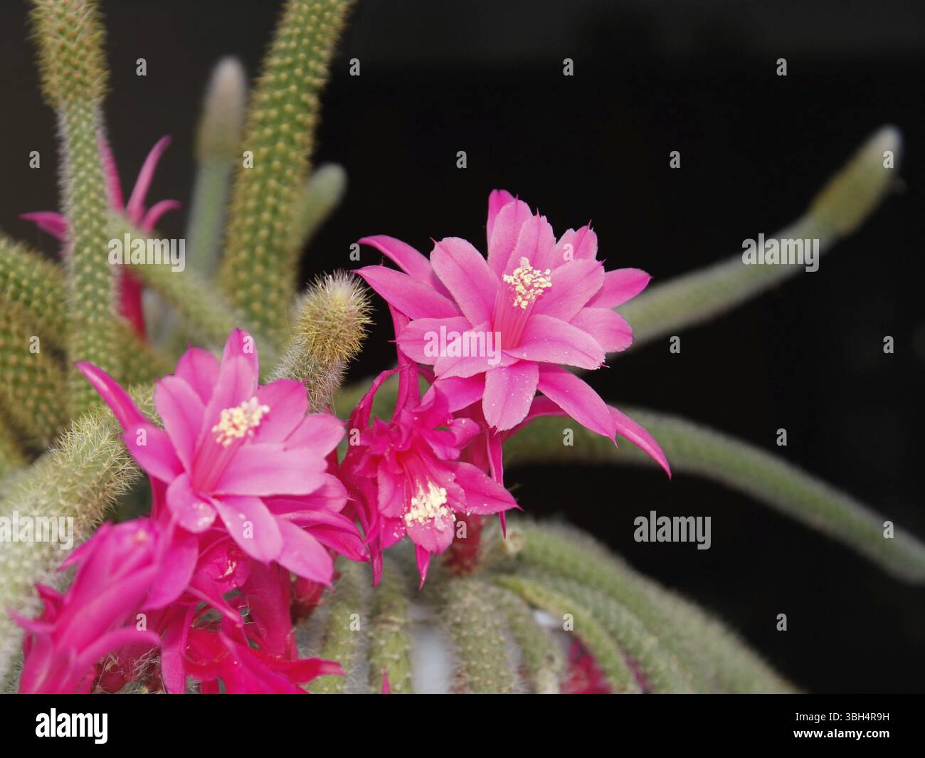 Floraison Cactus queue de rat sur le fond sombre. Nom scientifique : Disocactus flagelliformis (Latin), Famille : Cactaceae Banque D'Images