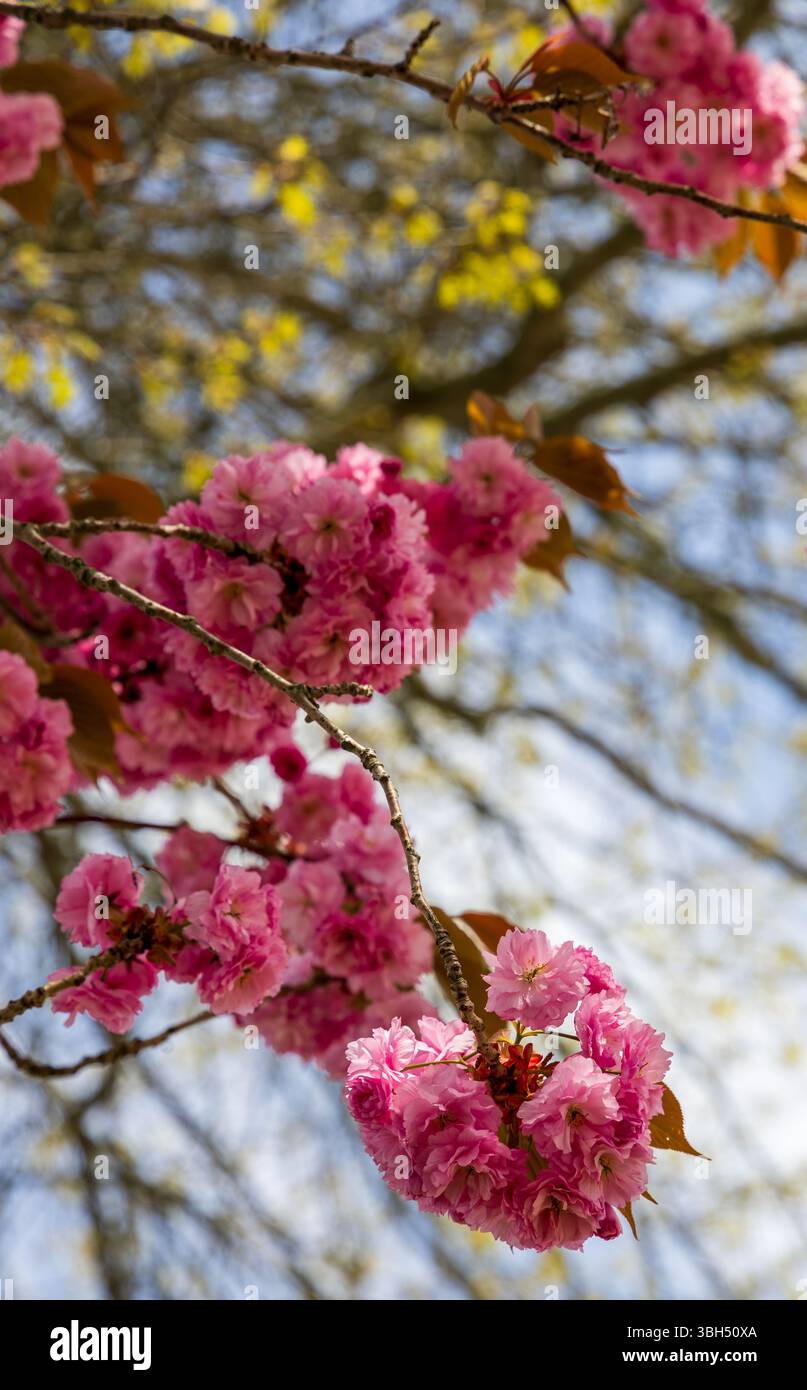 Cerisiers en fleurs dans le petit parc urbain de Newport, Rhode Island Banque D'Images