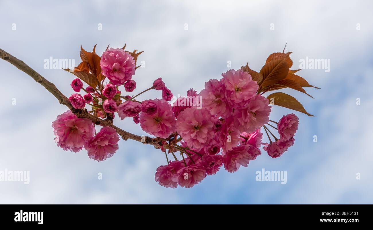 Cerisiers en fleurs dans le petit parc urbain de Newport, Rhode Island Banque D'Images