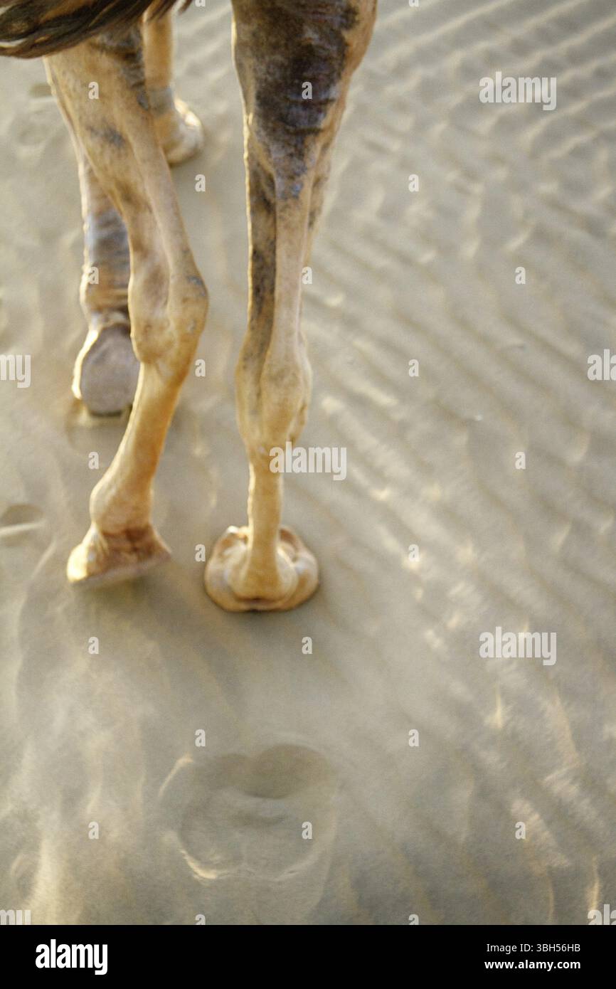 Jambe, pied, camel toe d'un chameau dromader et sa trace sur le sable Banque D'Images