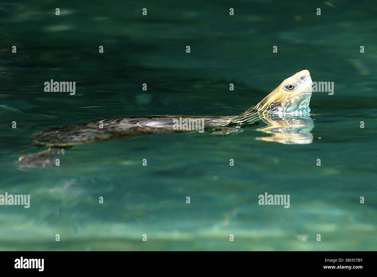 07.06.2025 , xsvx, Reise Urlaub, Griechenland Kreta emwir, v.l. Lake Kournas. Der Kournas-See griechisch ÎÎÎ¼Î½Î ÎºÎÏÖÏÎ½Î ist der einzige natürliche Süßwassersee auf Kreta. Er liegt in einem Tal umgeben von Bergen und üppigem Grün, etwa 4 km von Georgioupolis entfernt, in der Region Chania. Voir Kournas Kournas *** 07 06 2025 , xsvx, vacances de voyage, Grèce Crète emwir, v l Lac Kournas Lac Kournas grec Î ÎÎ¼Î½Î- ÎºÎÏÖÏÎ½Î est le seul lac naturel d'eau douce en Crète il est situé dans une vallée entourée de montagnes et de verdure luxuriante, à environ 4 km de Georgioupolis, dans le lac de la Canée Banque D'Images