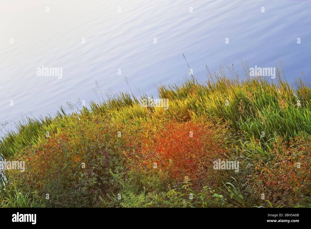 Plantes côtières colorées au réservoir en automne soir Banque D'Images