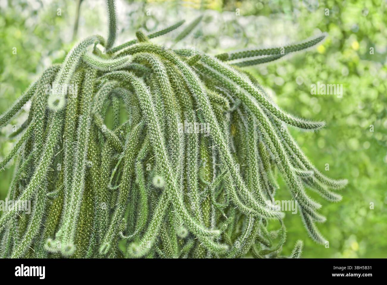 Queue de rat Cactus en pot à l'extérieur sur le fond flou de feuillage vert brillant. Nom scientifique : Disocactus flagelliformis (Latin), Famille : Cactaceae Banque D'Images