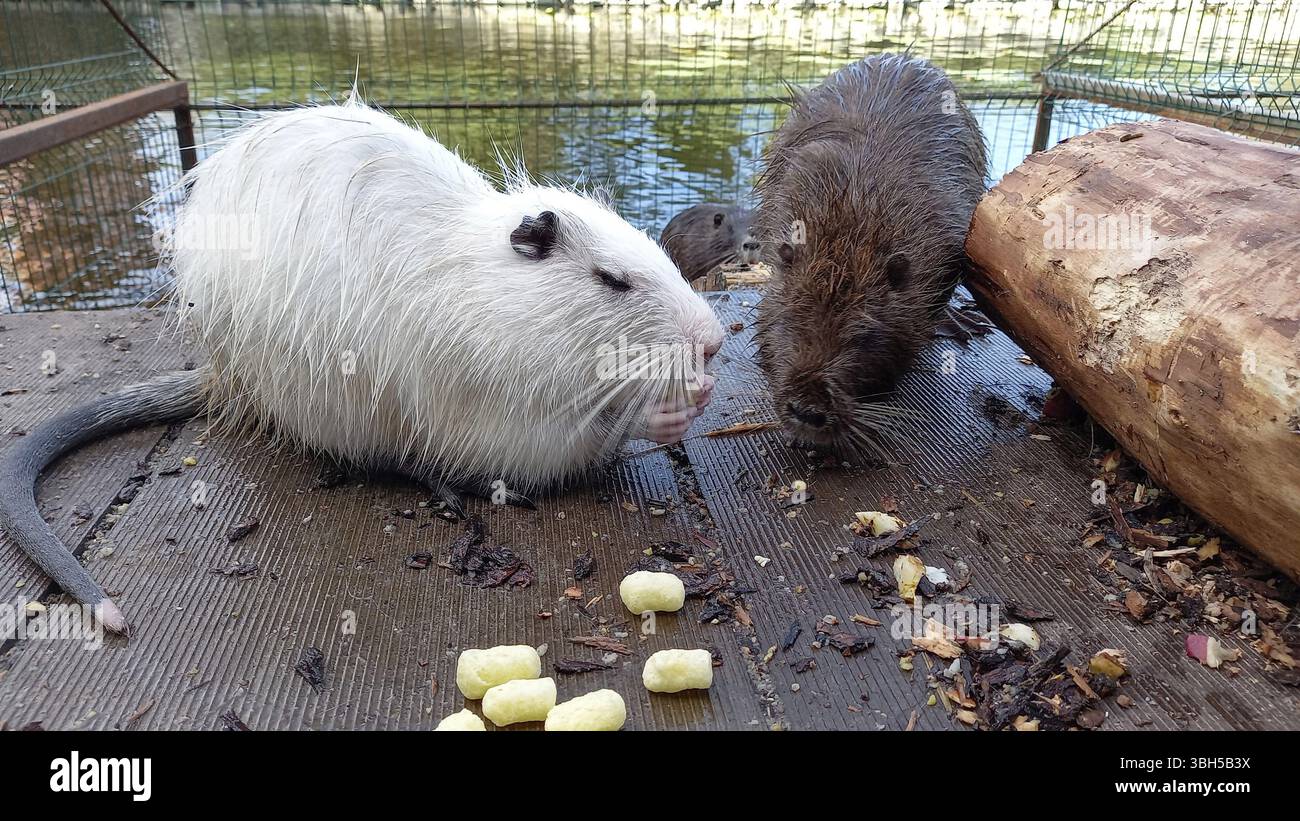 Une paire de nutriments Myocastor Coypus profitant de bâtonnets de céréales près d'un étang dans un zoo Banque D'Images