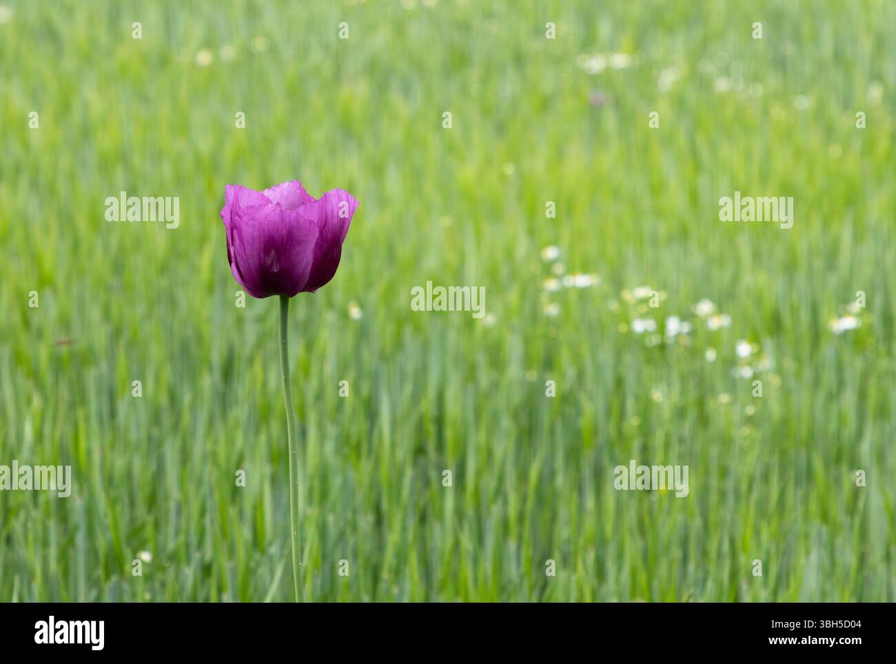 Une seule fleur violette du pavot à opium dépasse d'un champ de céréales. Banque D'Images