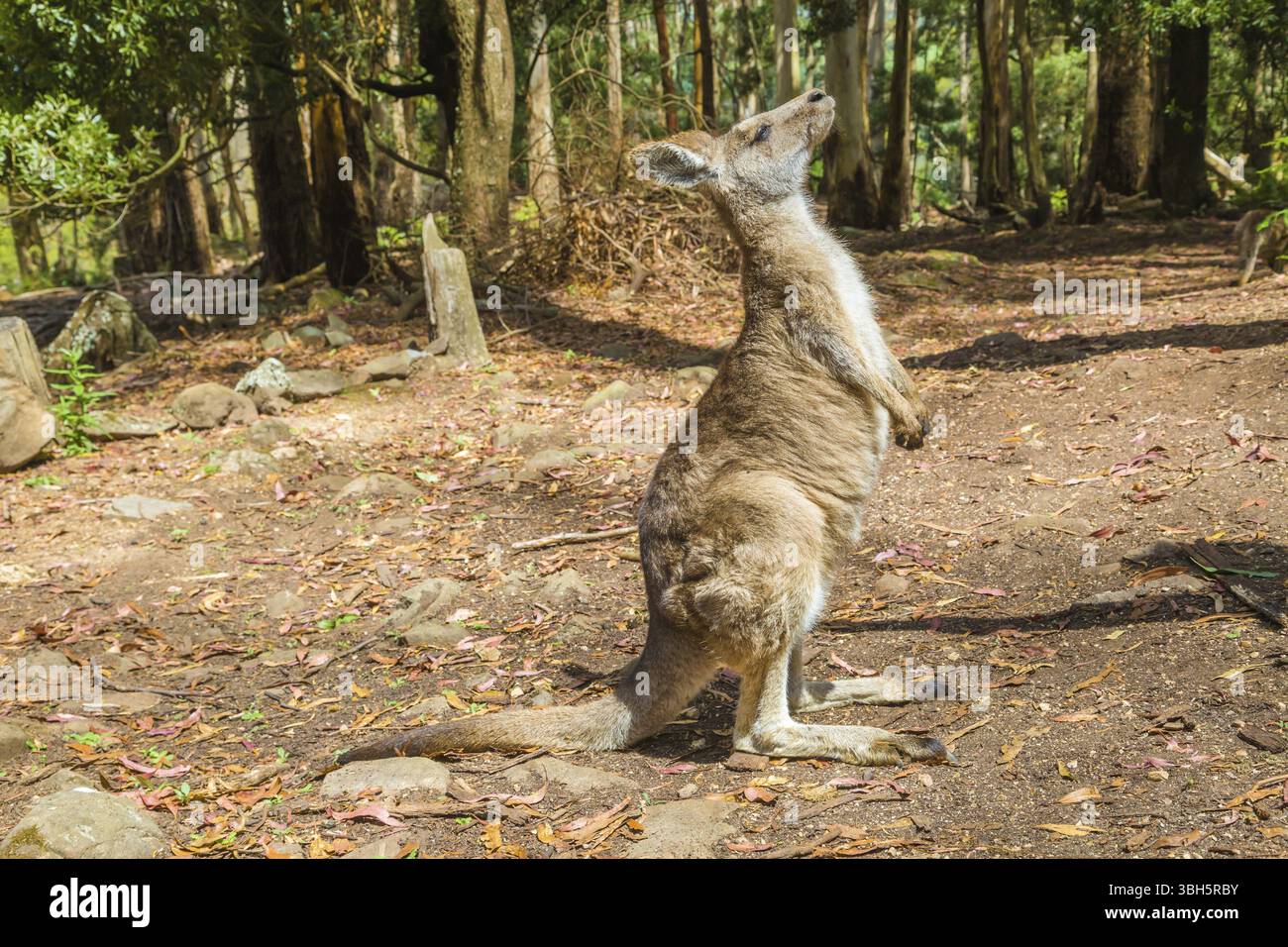 Un kangourou rouge debout, Macropus rufus, dans le Trowunna Wildlife Park, à mole Creek, Tasmanie, Australie, Océanie Banque D'Images