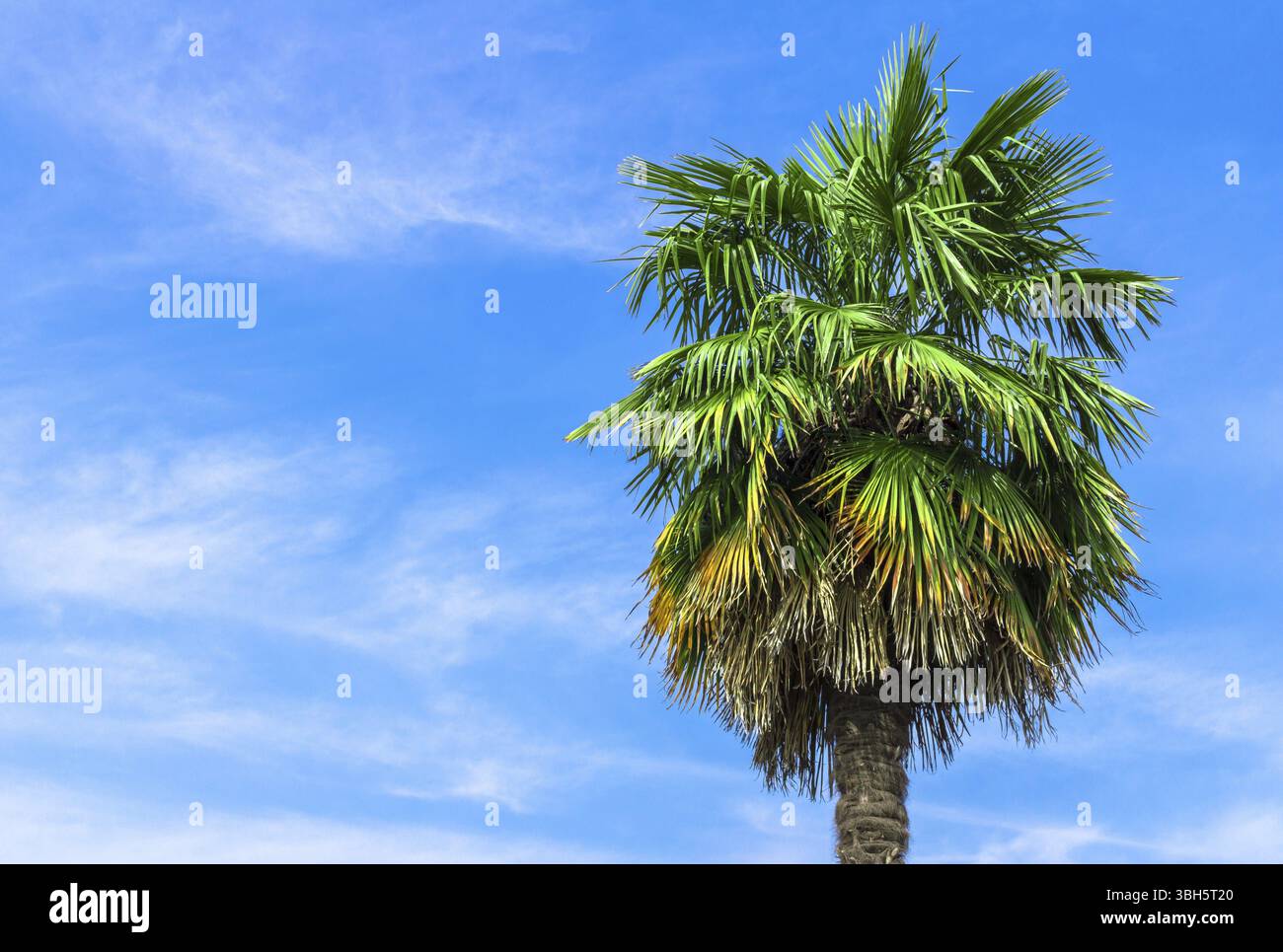 Palmier simple sur fond de ciel bleu clair Banque D'Images