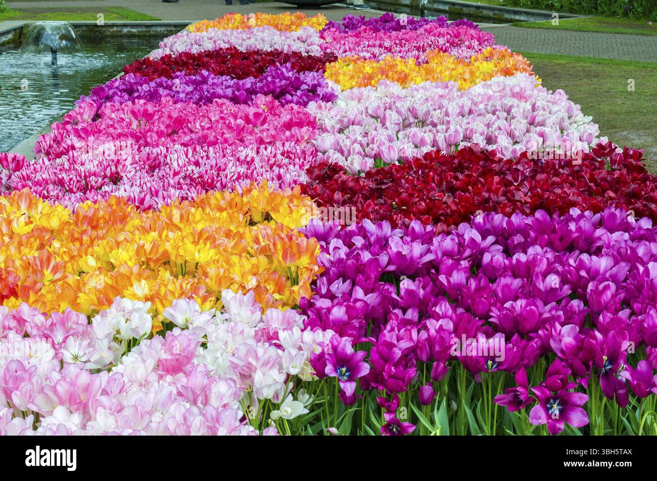 Tulipes colorées dans le parc de Keukenhof, lisse en Hollande Banque D'Images