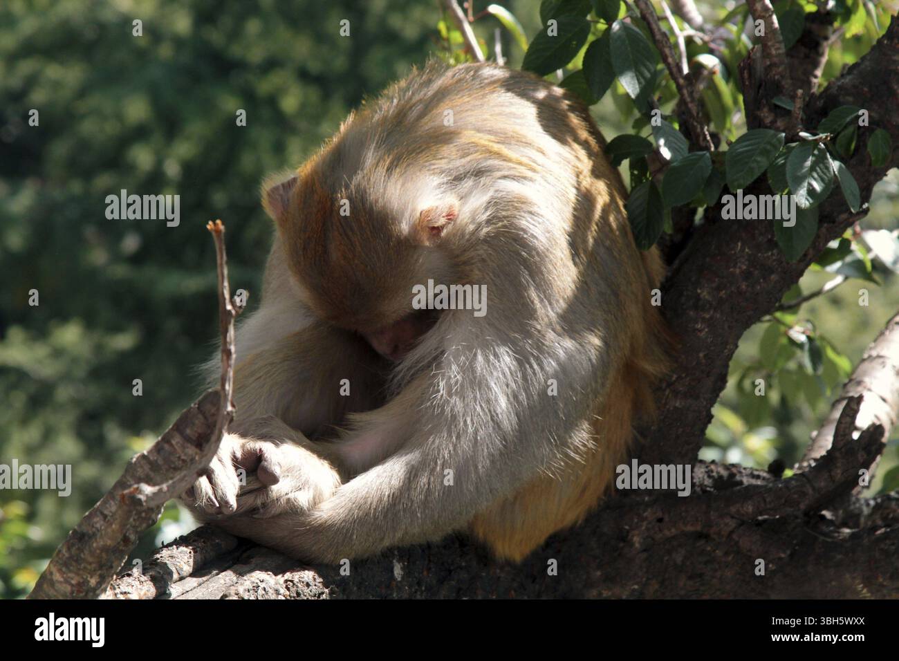 Ce rhésus macaques refoulés (HID) de l'objectif. L'objectif ressemble à un grand animales pour les prédateurs l'œil. L'éthologie, le comportement animal Banque D'Images