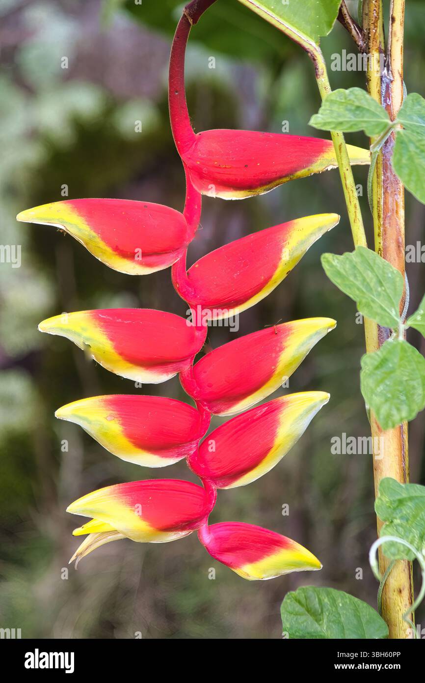 Griffe de homard rouge et jaune colorée poussant dans un jardin de Maui. Banque D'Images