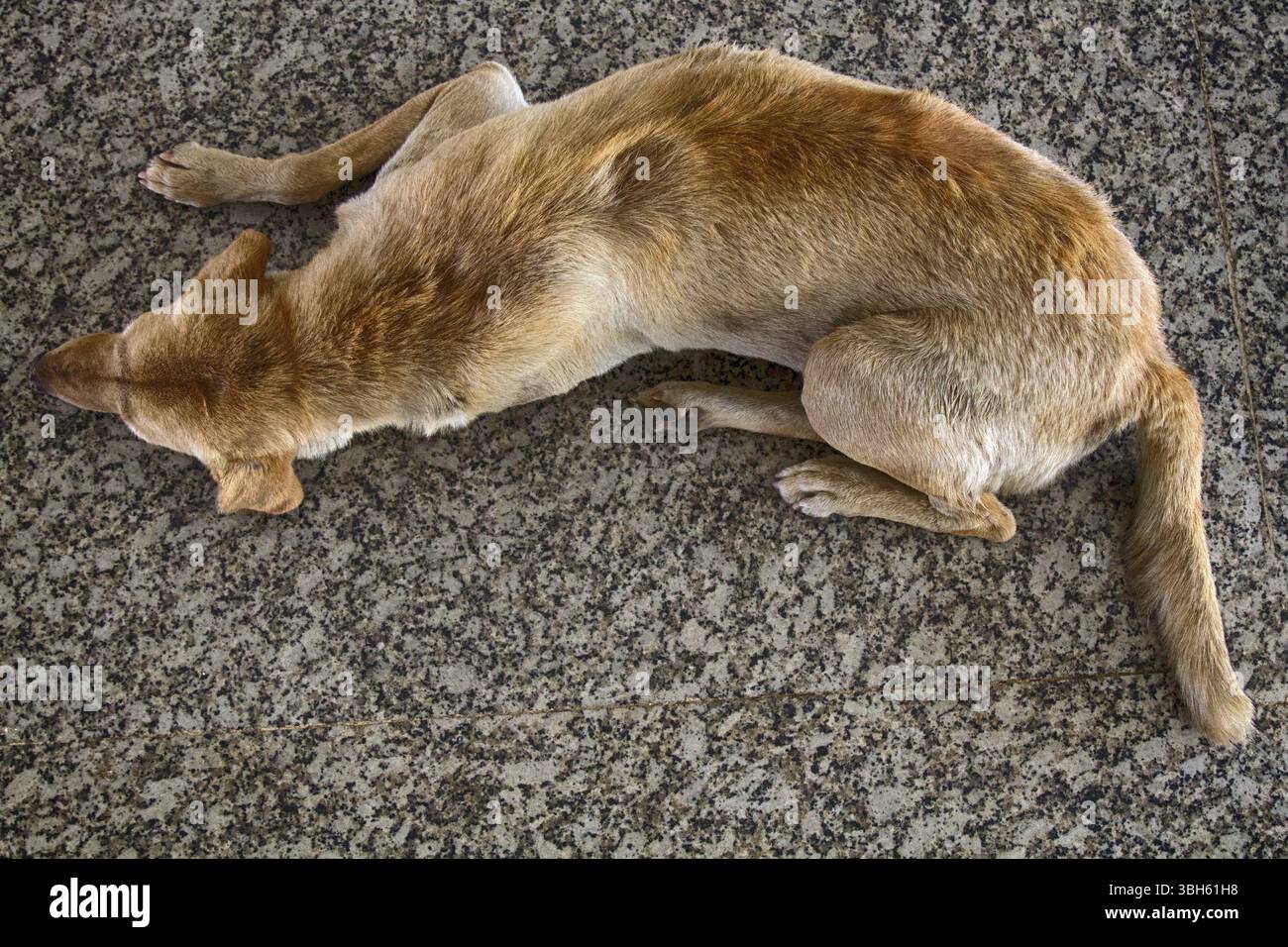 Chien errant sur la chaussée, vue du dessus. Sauvetage et abris pour animaux sans-abri. L'embarquement fait maison pour les chiens. Concept : nous sommes responsable d'animaux, compa Banque D'Images