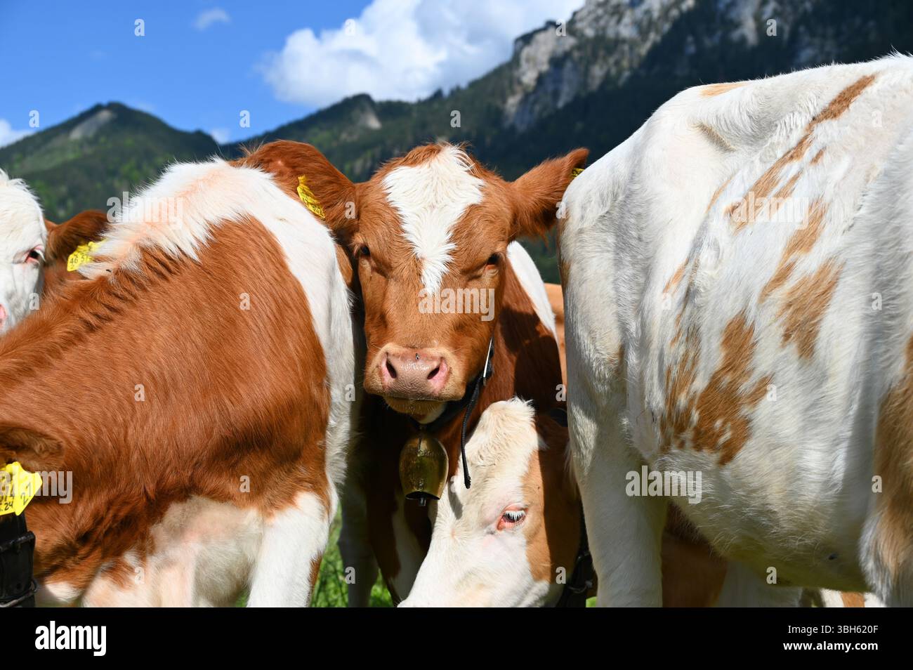 Un paysage alpin romantique et rustique avec un groupe de mignons veaux dans les Alpes bavaroises par une journée ensoleillée en mai avec le ciel bleu, Schwangau, Bavière, Allemagne Banque D'Images