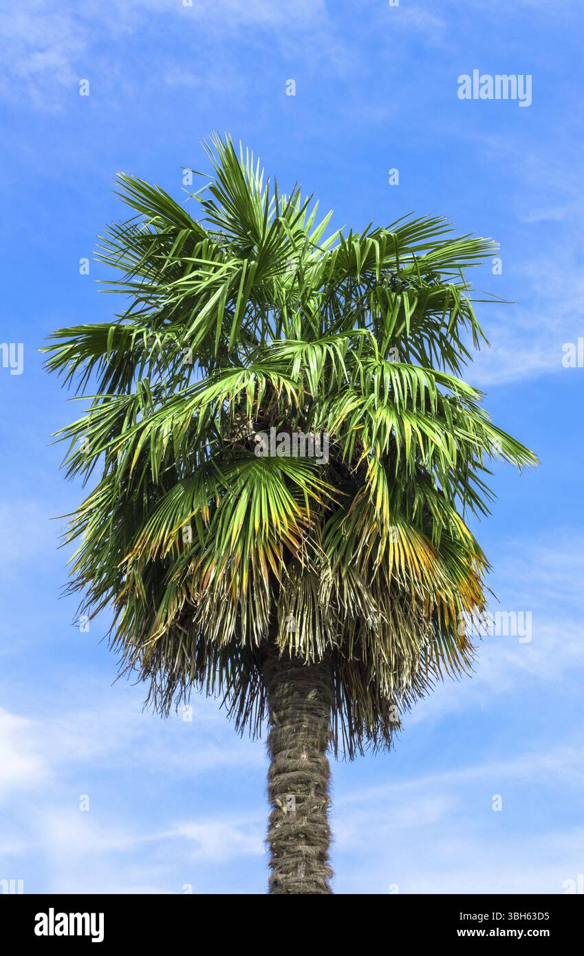 Palmier simple sur fond de ciel bleu clair Banque D'Images